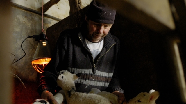 NFF 2025 Shorts: Life Finds A Way