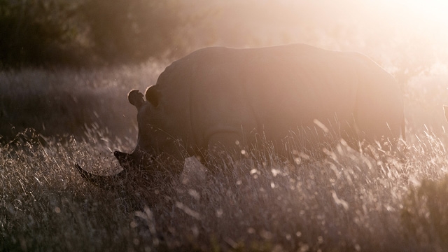Green Screen: Rhino + director Q&A
