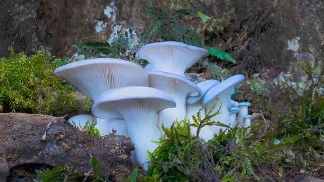 Green Screen: Fungi - The Web of Life+recorded Q&A