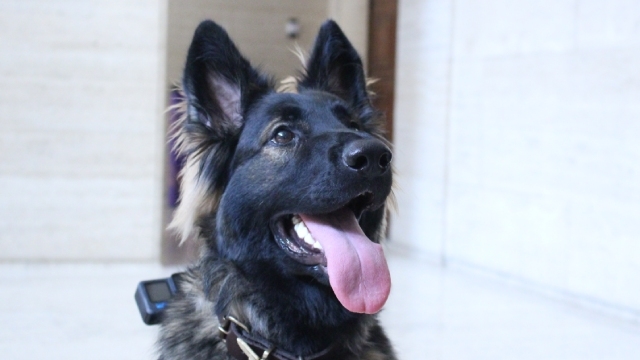 LOCO presents: Dog With A Movie Camera (Dog Friend