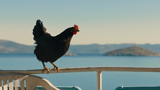 Hen