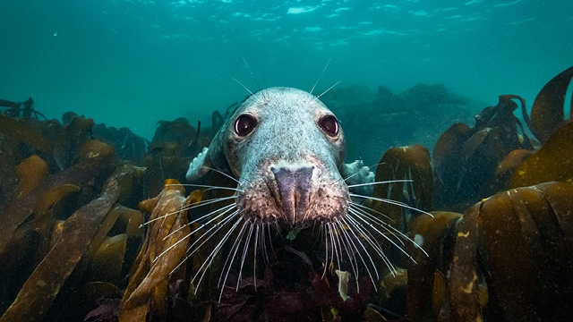 North Sea, Nature Untamed + Q&A