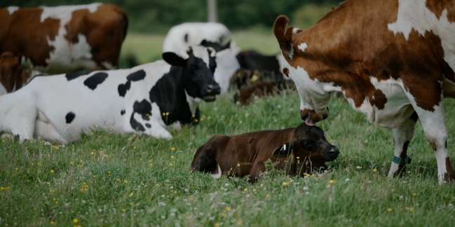 Green Screen: A Dairy Story + Q+A