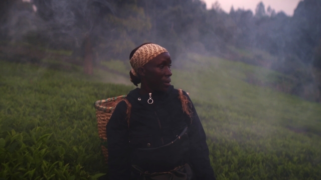 Kikuyu Land + Q&A