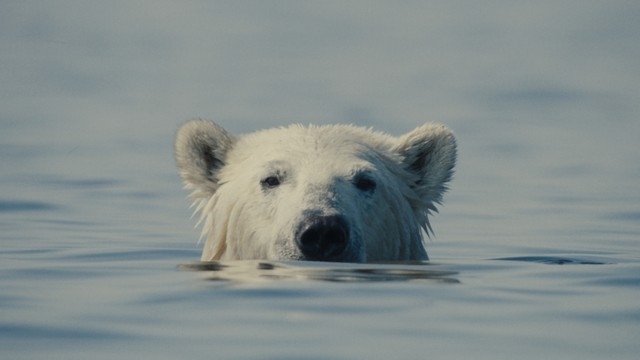 CFF: Nuisance Bear