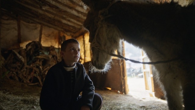 CFF: The Beauty of the Donkey